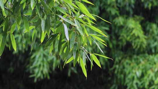 雨水雨滴落在竹叶上合集