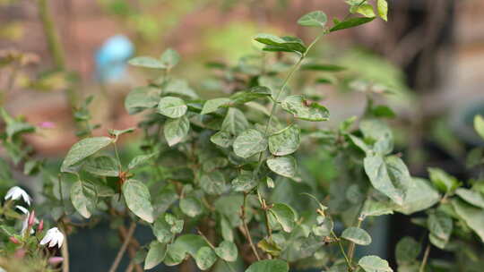 大棚绿色植物