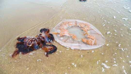 海边沙滩上海浪与搁浅的水母 4K 慢镜头