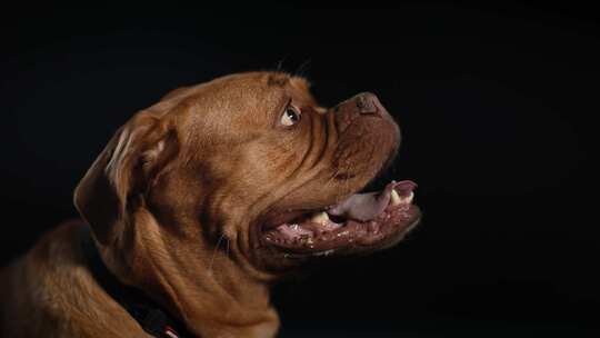 Dogue De Bordeaux，狗，