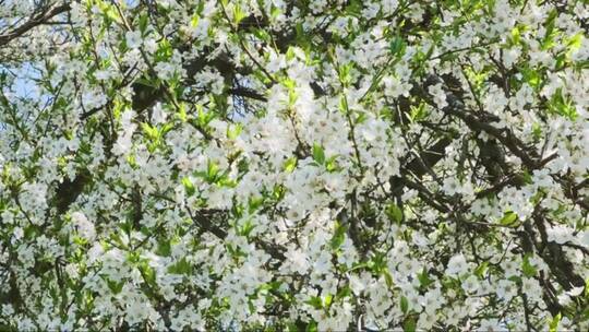 开满白色樱花的树