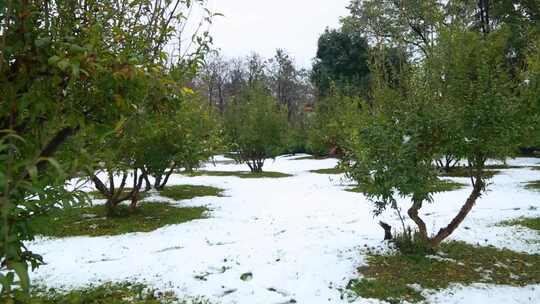 冬天唯美雪景绿叶红花上的雪