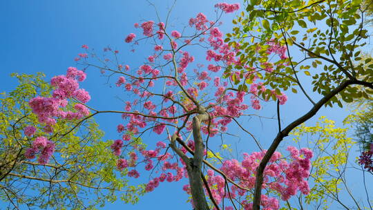 春天春暖花开仰视树林紫花风铃木满树红花视频素材模板下载