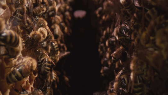 蜂巢里的多莉镜头蜜蜂在蜂巢里用蜂巢专业蜂