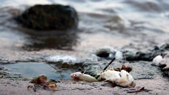 污染海岸上的死鱼