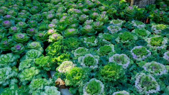 羽衣甘蓝菜园菜地种菜椰菜花视频素材模板下载