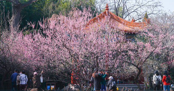 春天盛开的梅花