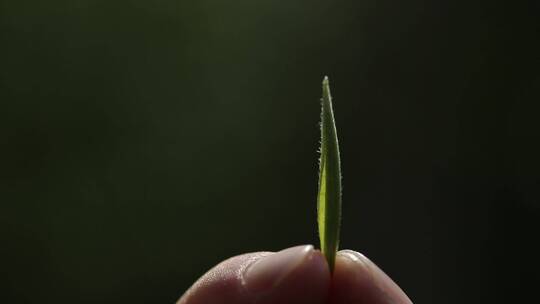 茶叶嫩芽视频素材模板下载