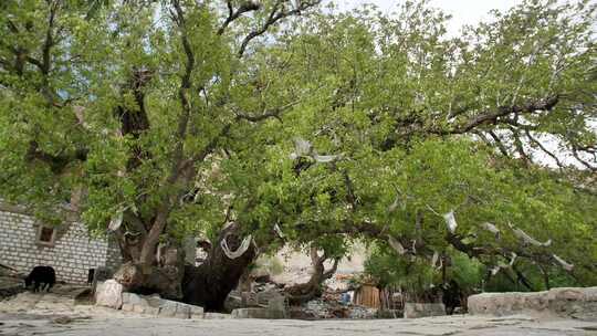 西藏卡如村千年核桃树