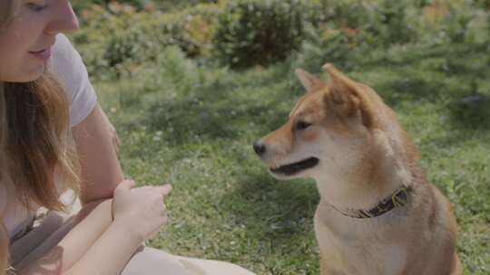 女子与柴犬在户外草地互动的温馨画面