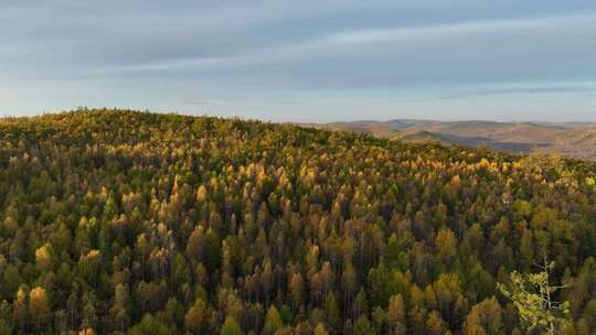 大兴安岭森林秋季风景航拍