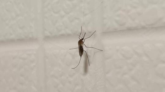 停在墙上的蚊子视频素材模板下载