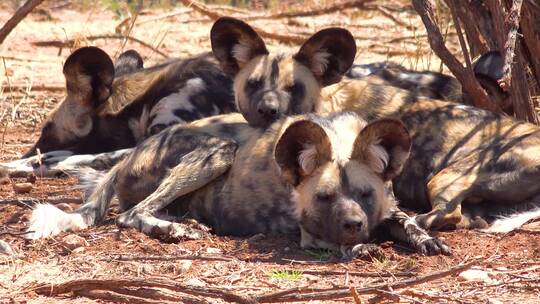 耳朵非洲野狗在大草原上视频素材模板下载