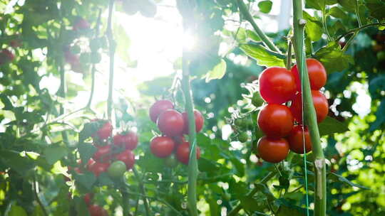 农业丰收种植园西红柿番茄