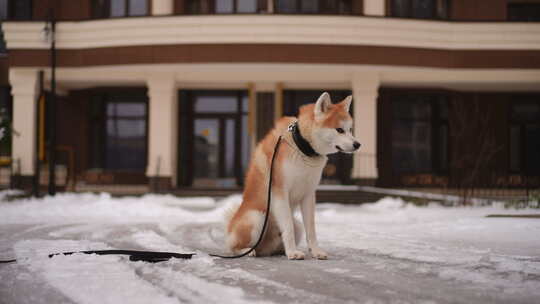 一只可爱的柴犬在开心地坐在地上