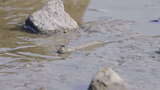弹涂鱼深圳湾公园生态鸟滩涂潮间带3090高清在线视频素材下载