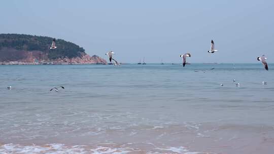 海面海浪上飞翔的海鸥