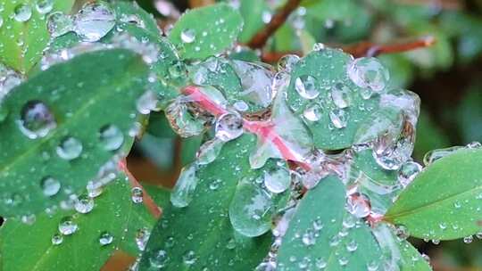 叶绿色植物水珠滑落露珠水滴汇聚滴露水