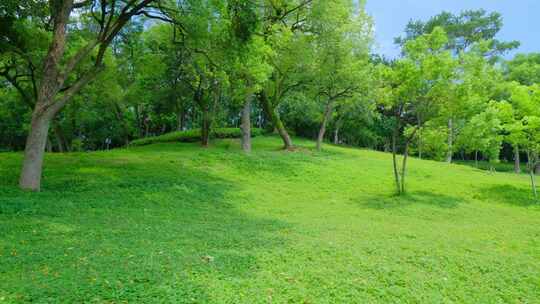 山坡草地树林