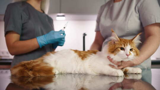 兽医和护士在检查台上给猫打针