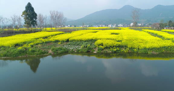 航拍春天河边盛开的油菜花田