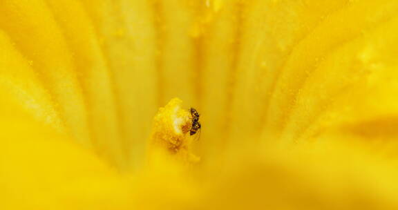 南瓜花蕊里采蜜的蚂蚁