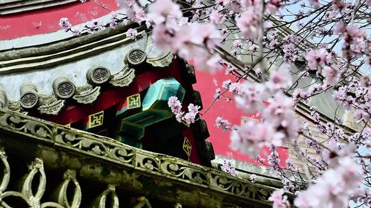 北京北海公园清朝历史古建筑前盛开的樱花