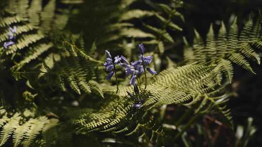 田野，蓝铃，植物，苏塞克斯