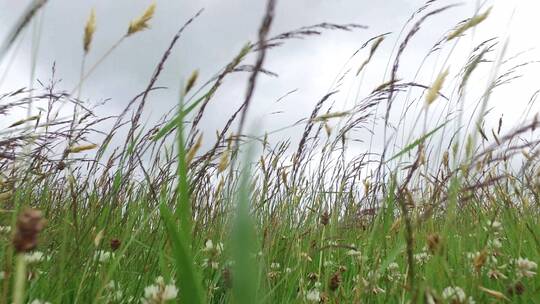 仰拍天空下草地上的野草随风飘动视频素材模板下载
