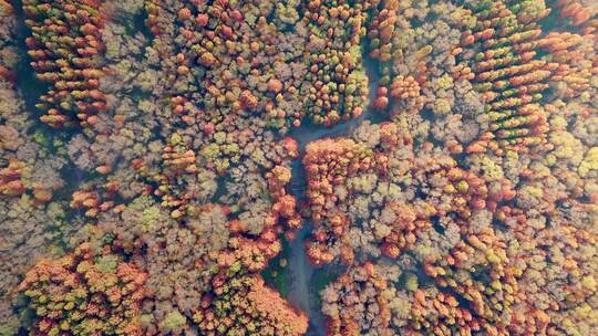 上海西沙国家湿地公园秋季杉林仙境视频素材模板下载