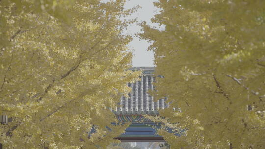 北京秋天 古建筑秋天 地坛银杏