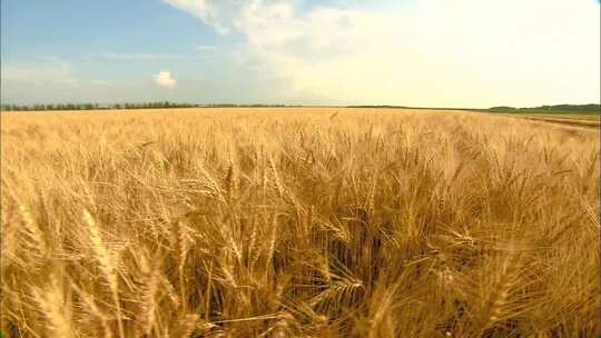 金黄色小麦麦穗实拍视频素材