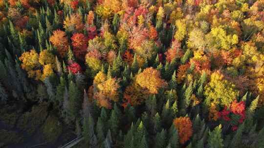 4k风景航拍秋天的森林镜头推进