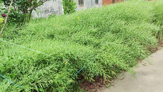 农村菜园房屋绿色植物