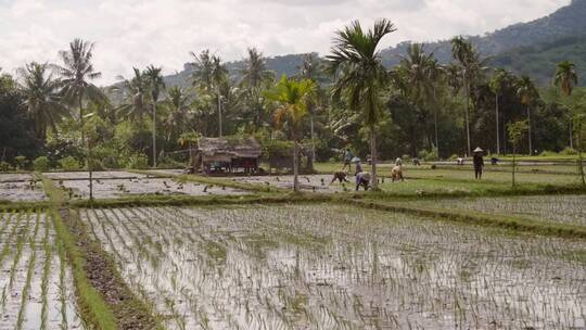 印度尼西亚稻田里的农民