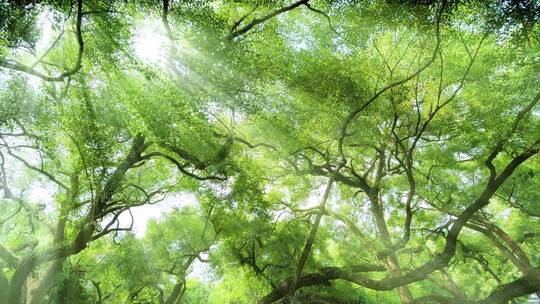 光线阳光穿过森林树林树荫丁达尔效应视频素材模板下载