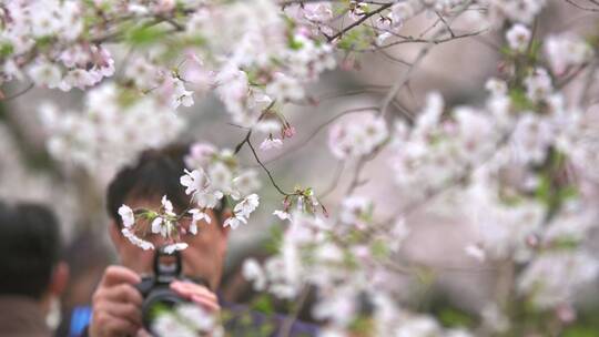 游客拍摄樱花