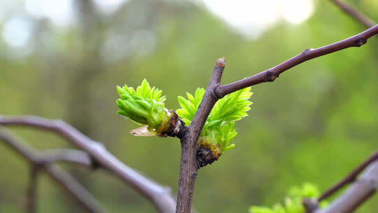 春日嫩芽生长