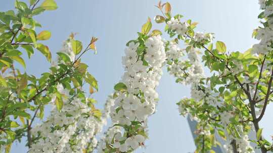 白色海棠花春天花朵花瓣特写空景空镜视频素材模板下载