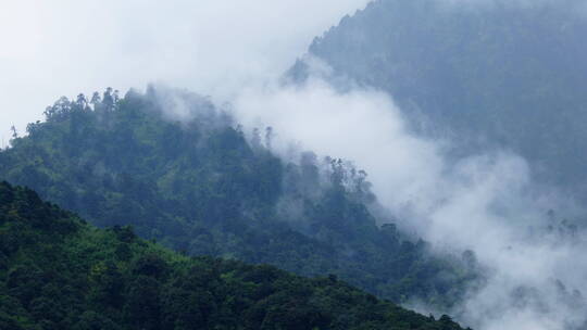 【延时】雨后山林间云雾变化