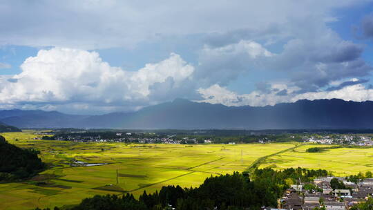 秋天雨后金黄稻田