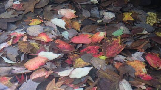 秋天小溪中五彩斑斓的落叶