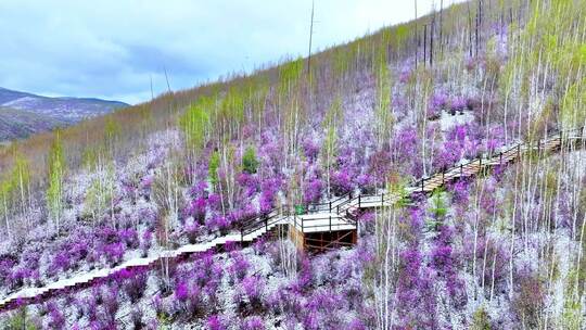 航拍大兴安岭杜鹃花雪中绽放