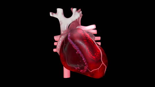 心脏 结构 医学 心跳 心 三维视频素材模板下载