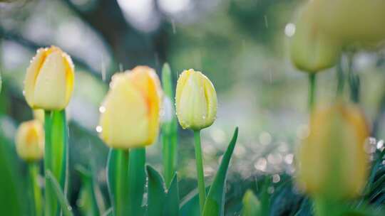 【实拍合集】郁金香花园