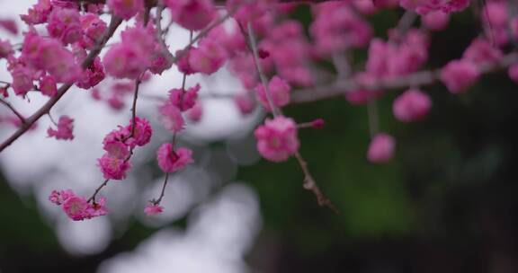 盛开的梅花花朵生机勃勃