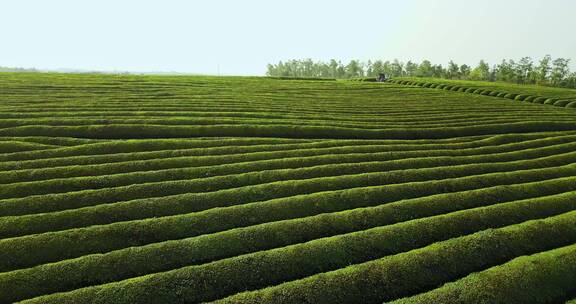 东方亚洲茶树种植园