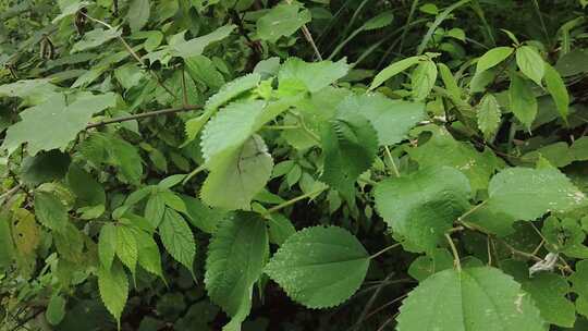 大自然野生植物野草实拍