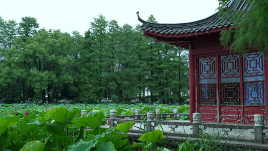 武汉东湖磨山景区盆景园
