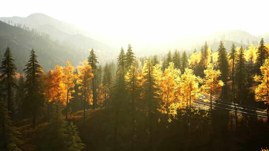 黄树森林的风景